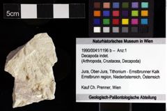 Foto (Objket + Etiketten) von Decapoda indet. 